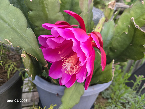 2026 098 Spring Cactus