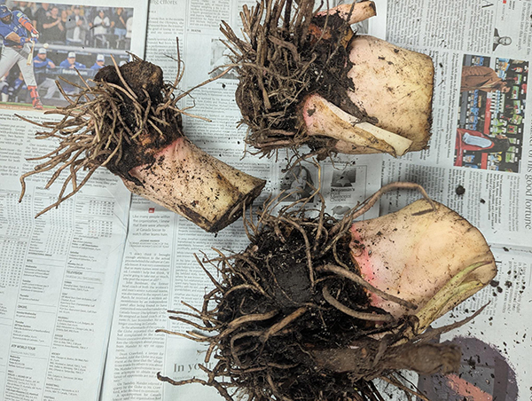 colocasia bulbs