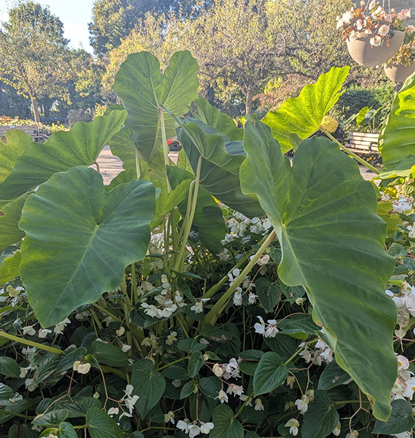 colocasia bulbs