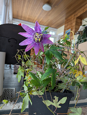 passiflora 11jan26