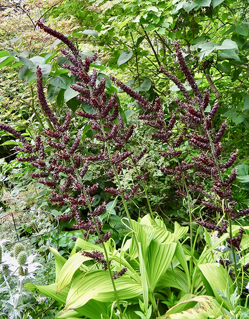 veratrum nigrum 5oct25