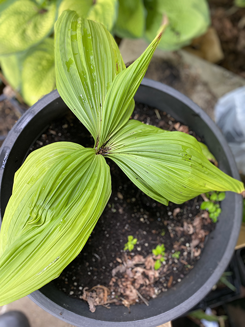 veratrum nigrum1 5oct25