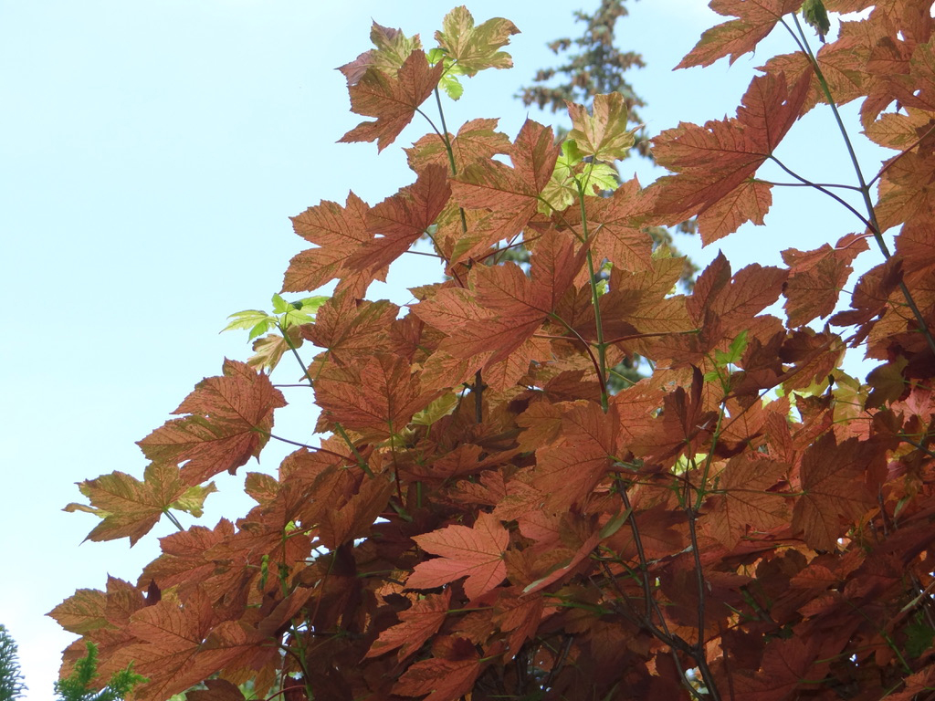 Acer esk sunset leaf