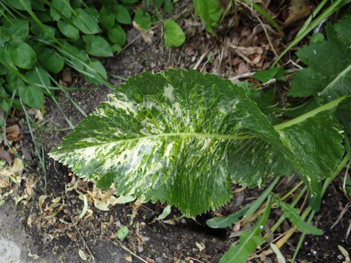 Armoracia_leaf.jpeg