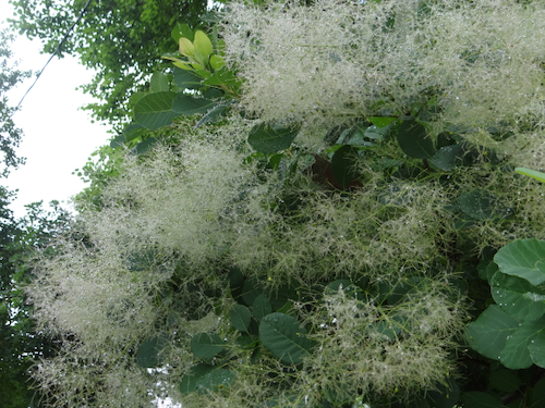 Cotinus_-_May.jpeg