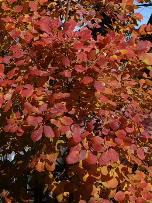 Cotinus_-_fall.jpeg
