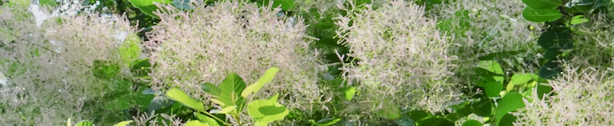 Cotinus_header.jpeg