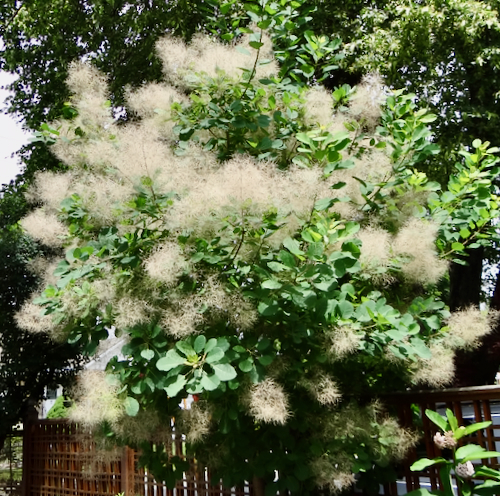 Cotinus_july_1.jpeg