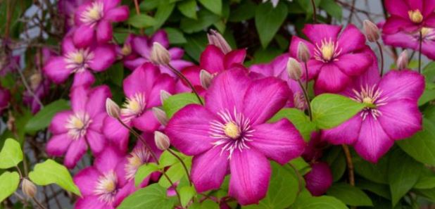 Clematis DH