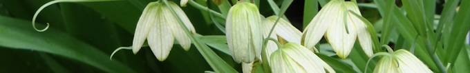 Fritilaria_thunbergii_head.jpeg