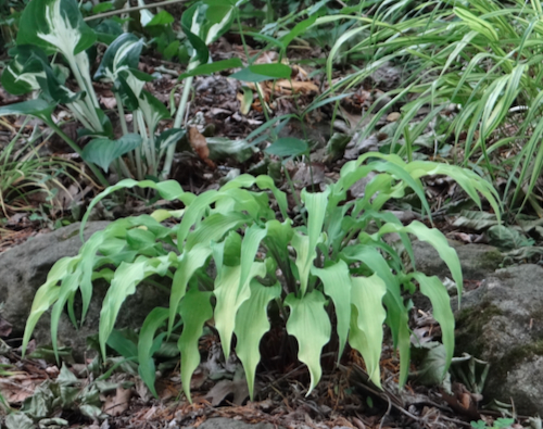 Hosta_Curly_1.jpg