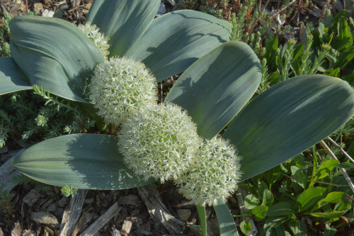 Allium karataviense Ivory Queen clump