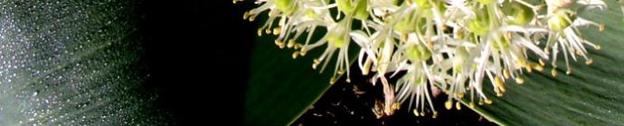 Allium karataviense Ivory Queen header