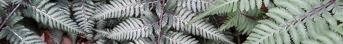 Athyrium niponocum pinnae banner