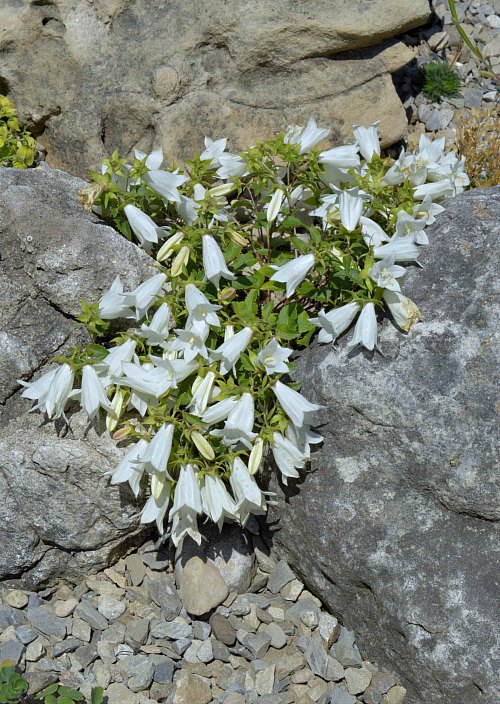 Campanula betulifolia main