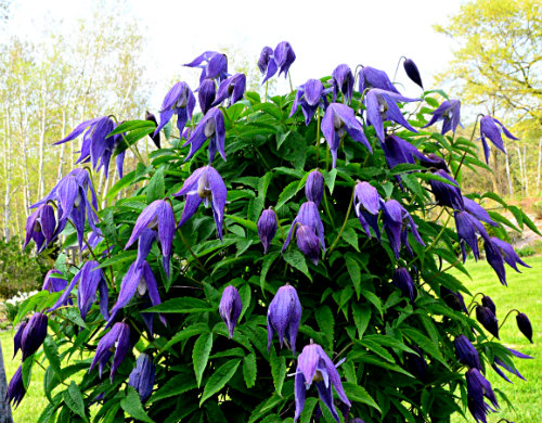 Clematis alpina in bud