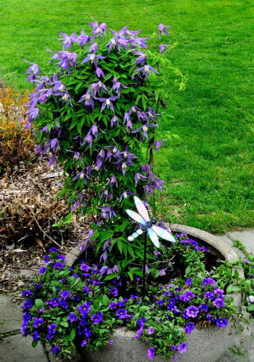 Clematis alpina main