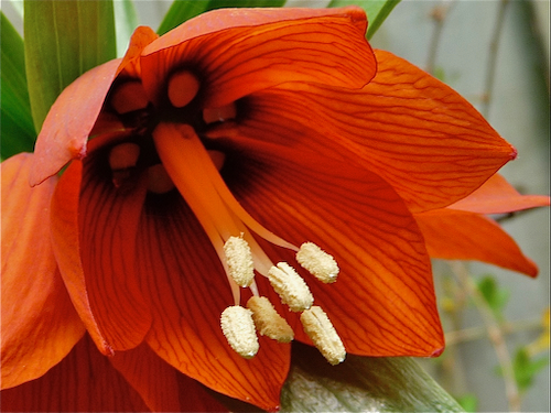 Fritillaria close up