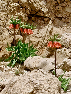 Fritillaria imperialis in Iran 1