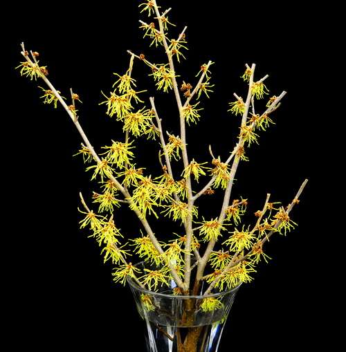 Hamamelis Arnold Promise in a vase