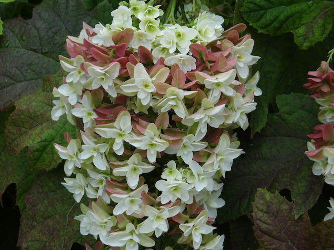 Hydrangea mature flowers 2