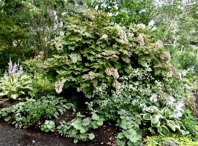 Hydrangea with compagnion plants