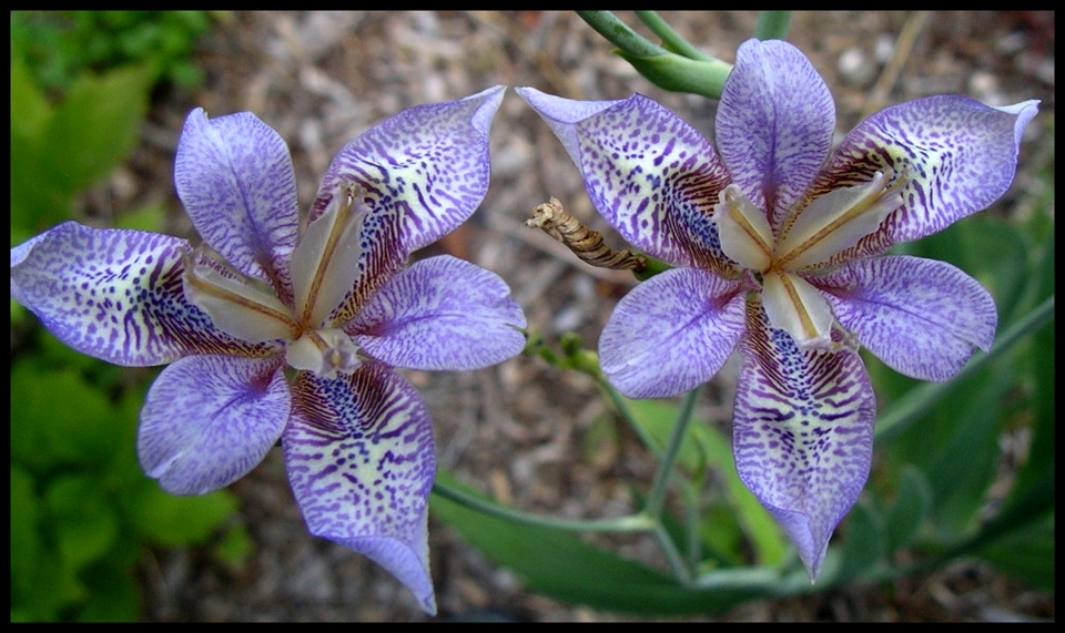 Iris dichotoma main