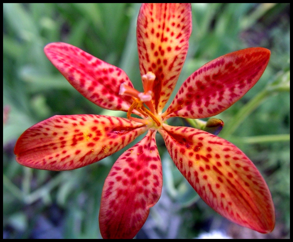 Iris norrisii 2