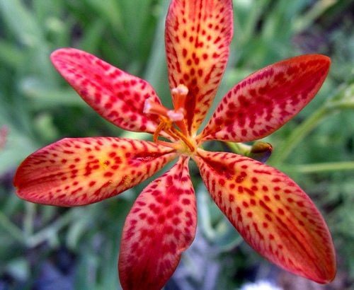 Iris norrisii 2 500
