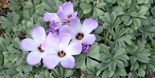 Oxalis adenophylla flowers