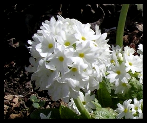 Primula denticulata white closeup