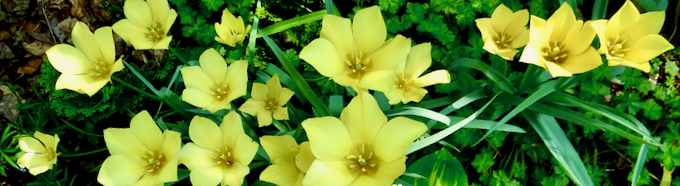 Tulipa Bright Gem border