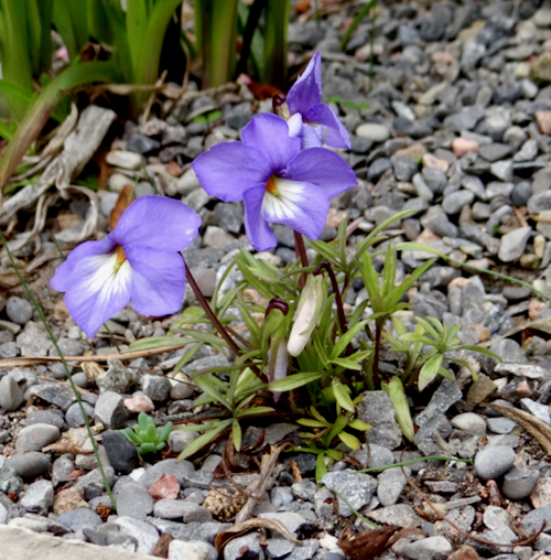 Viola pedata in garden