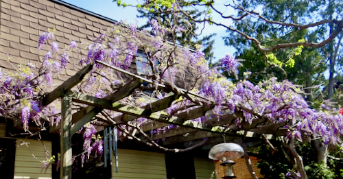 Wisteria sinensis early