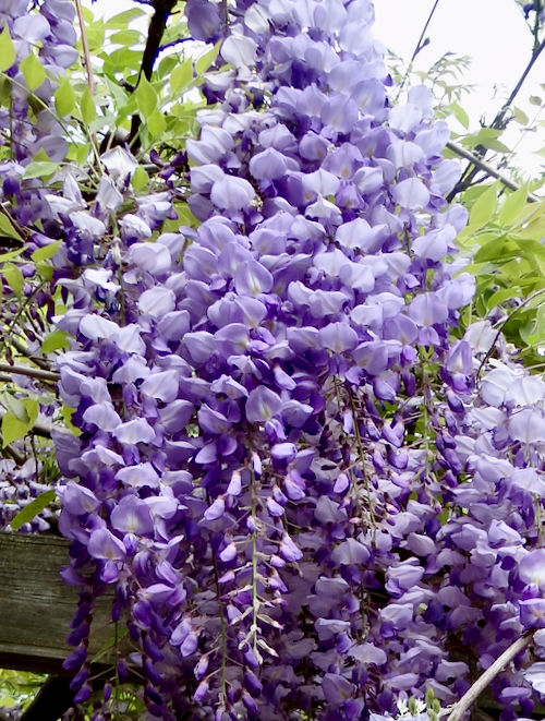 Wisteria sinensis racemes
