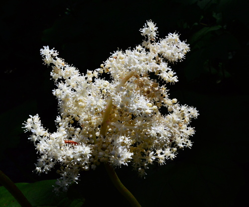astilboides tabularis flower