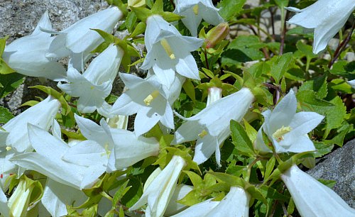 campanula betulifolia closeup