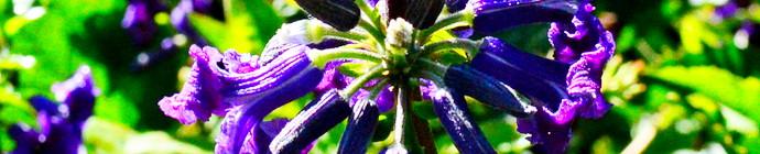clematis heracleifolia header