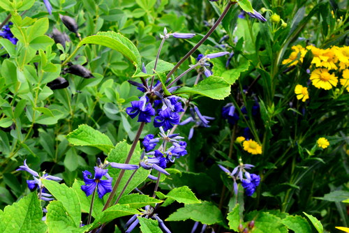 clematis heracleifolia China Purple main