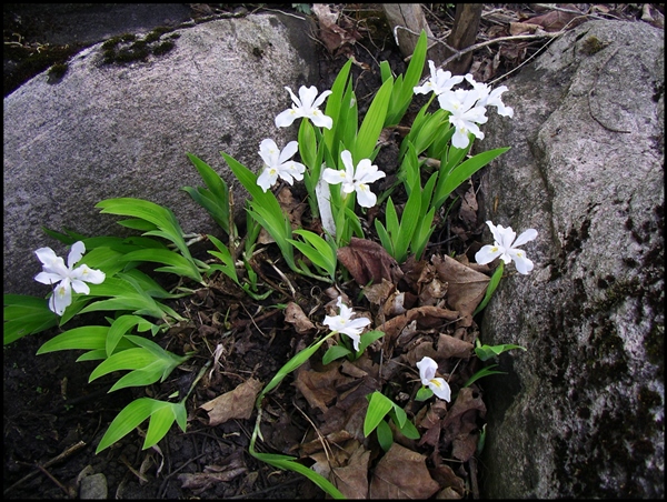 iris cristata alba main