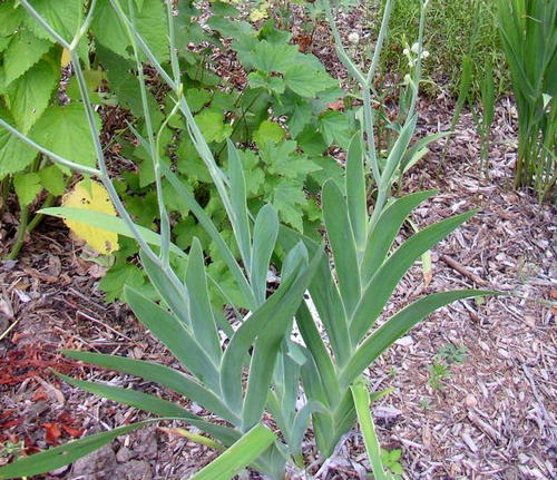 iris norrisii leaves