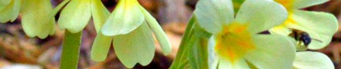 primula elatior ssp pallasii header