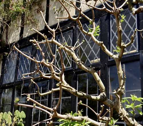 wisteria pruning