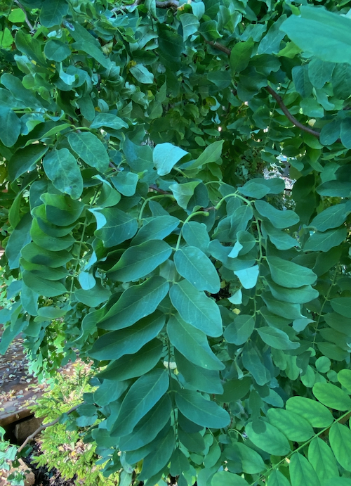 Robinia_leaves.jpeg