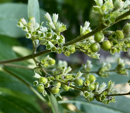 Vitex_agnus-castis_seeds.jpeg
