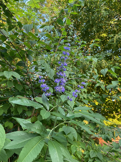 Vitex_agnus-castus.jpeg