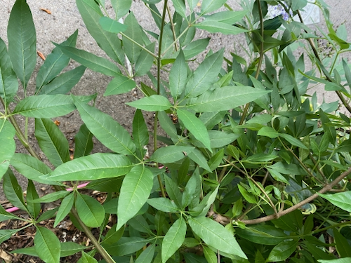 Vitex_agnus-castus_-leaf.jpeg