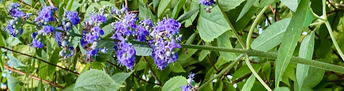 Vitex_agnus-castus_border_1.jpeg