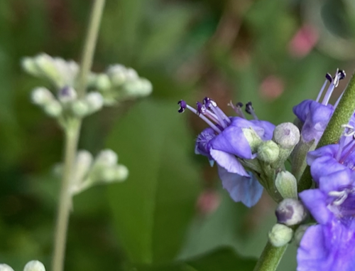 Vitex_agnus-castus_close.jpeg