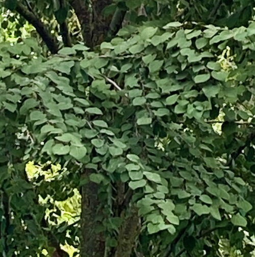 red_fox_leaf.jpeg